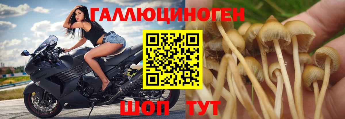 Псилоцибиновые грибы Psilocybine cubensis Сосновый Бор